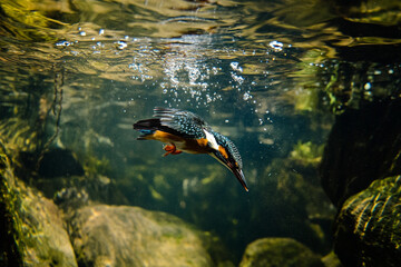 A kingfisher diving underwater to catch a fish