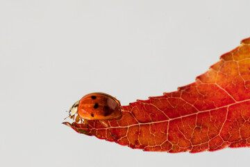 A red ladybird with black spots on a red autumn leaf