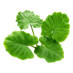 Vibrant green elephant ear leaves colocasia esculenta tropical plant nature fresh foliage