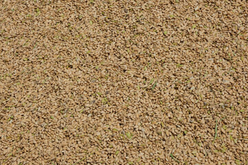 刈取したばかりの籾