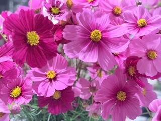 綺麗なコスモス