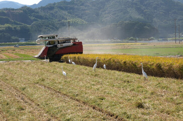 米の収穫風景