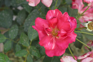 Obraz premium Beautiful red rose flower closeup in garden, A very beautiful red rose flower bloomed on the rose tree, Rose flower closeup, bloom flowers, Natural spring flower, Natural floral background,