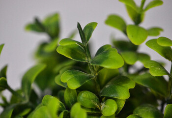Artificial Leaves Close Up on White Background, Selective Focus