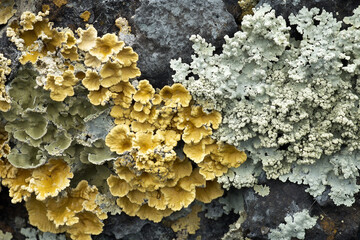 A network of symbiotic fungi and algae creating an elaborate lichen texture