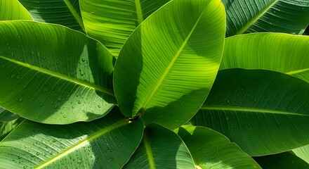 Fototapeta premium Close-up of lush, vibrant green banana leaves with visible veins, showcasing natural tropical foliage