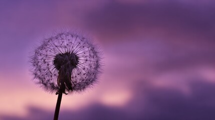 Obraz premium Silhouetted dandelion seed head against a purple sunset sky.