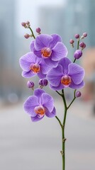 Obraz premium Close Up Photo Of Vibrant Purple Orchids With Delicate Petals And Orange Centers Set Against A Blurred Urban Background With Soft Natural Lighting