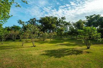 Green meadow grass in tropical forest city public park building background