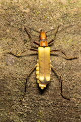 Close-up macro photograph of a soldier beetle (family Cantharidae) resting on a natural surface