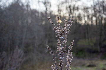 Dried wildflower branch with tiny flowers and cobweb in sunset light in Dubrovitsky forest, Moscow region