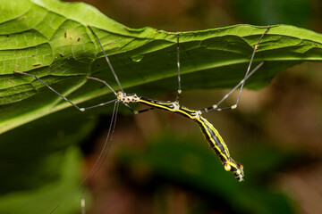 Colorful stick insect displaying long legs and striped body on green leaf
