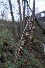 Broken dried branch with seed pods against forest background in Dubrovitsky forest, Moscow region