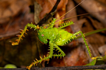Panacanthus cuspidatus spiny bush katydid displaying bright coloration on forest floor