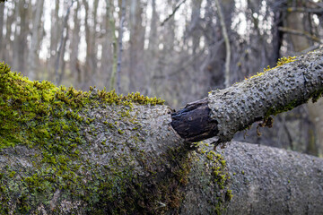 Fallen tree branch with peeling bark in Dubrovitsky forest, Moscow region, November