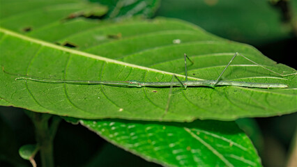 Slender green stick insect camouflaged on leaf in tropical forest