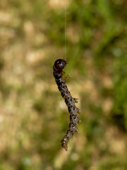 Caterpillar hanging on silk thread suspended in natural environment