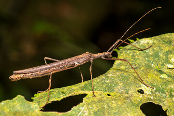 Colorful stick insect displaying long legs and striped body on green leaf