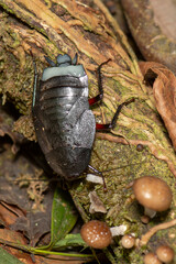 Tropical Beetle Megaloblatta Blaberoides Resting on Mossy Wood in Ecuadorian Rainforest