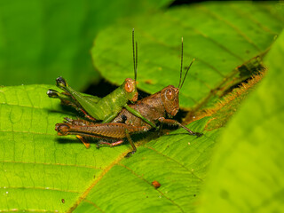 Grasshoppers (family Acrididae) mating on green leaf in tropical forest habitat