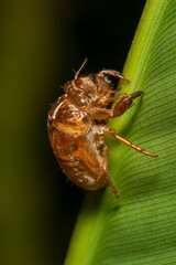 Cicada exoskeleton clinging to leaf after molting