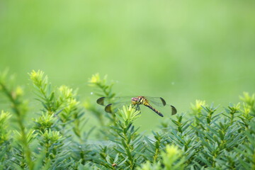 夕方の公園 © mono31.u 