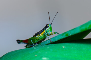 Colorful grasshopper nymph resting on green leaf in tropical habitat