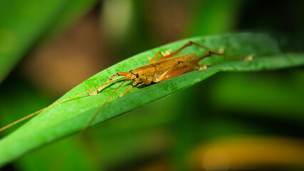 Katydid nymph resting on green leaf in tropical forest environment