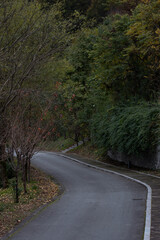 Obraz premium Autumn Concept, Quiet Forest Path