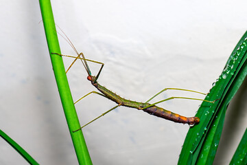 Stick insect camouflaged on green plant stem in natural environment