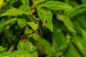 Oreophoetes topoense stick insect displaying red and black coloration on leafs