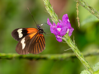 Longwing butterfly feeding on purple flower in tropical habitat
