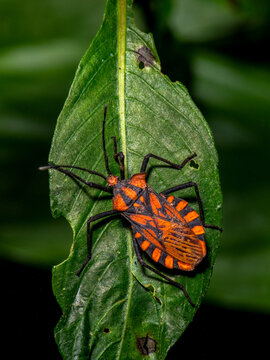Leaf-footed bug with bright orange markings on green leaf in natural environment