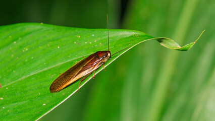 Forest cockroach resting on green leaf in natural habitat