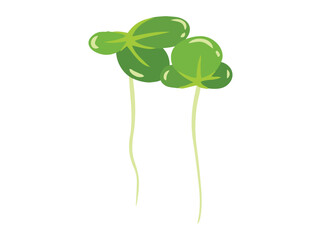 Duckweed Lemna Minor Clip Art Illustration
