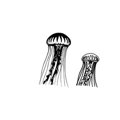 Jellyfish Duo