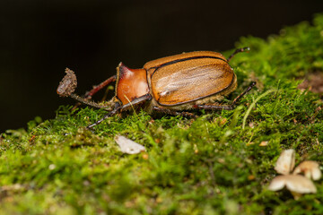 Rhinoceros beetle walking on leaf litter in tropical forest habitat