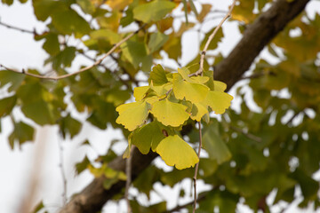 Close up Tender Ginkgo Leaves