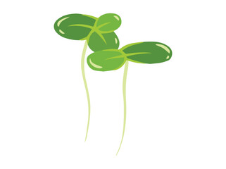 Duckweed Lemna Minor Pond Plants
