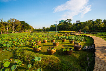 Green meadow grass in tropical forest city public park building background