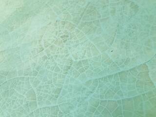 Closeup of a light green leaf showing intricate vein patterns, creating a natural texture