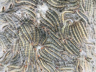 A mass of forest tent caterpillars crawling over each other, creating a dense and moving carpet