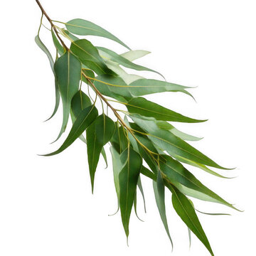 branch of a weeping eucalyptus.