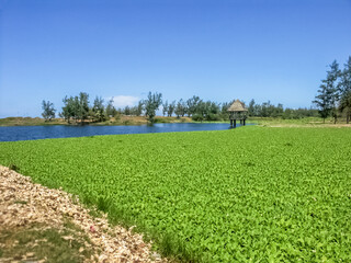 Plantes aquatiques envahissantes sur L’étang du Gol, Saint-Louis, Île de la Réunion  © Unclesam