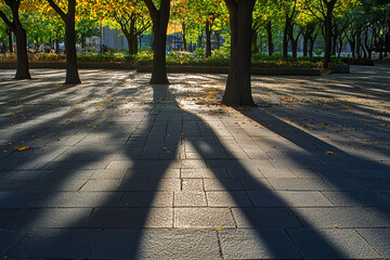 Afternoon shadows of trees forming striking contrast patterns on pavement