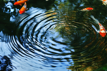 An abstract dance of ripples and reflections in koi pond