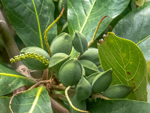Badamier, terminalia catappa