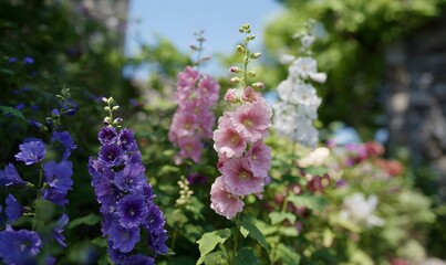 Obraz premium a cottage garden featuring hollyhocks, delphiniums, peonies, roses, columbines, and foxgloves