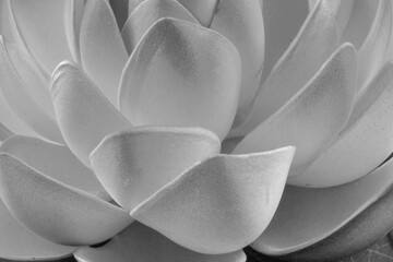 Pétales de nénuphars 