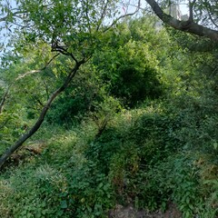 green forest in the morning